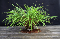 Jap.Waldgras - Hakonechloa macra