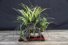 06-Ophiopogon planiscapus Niger