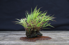 16-Jap.Waldgras - Hakonechloa macra