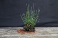 17-Schachtelhalm - Equisetum variegata